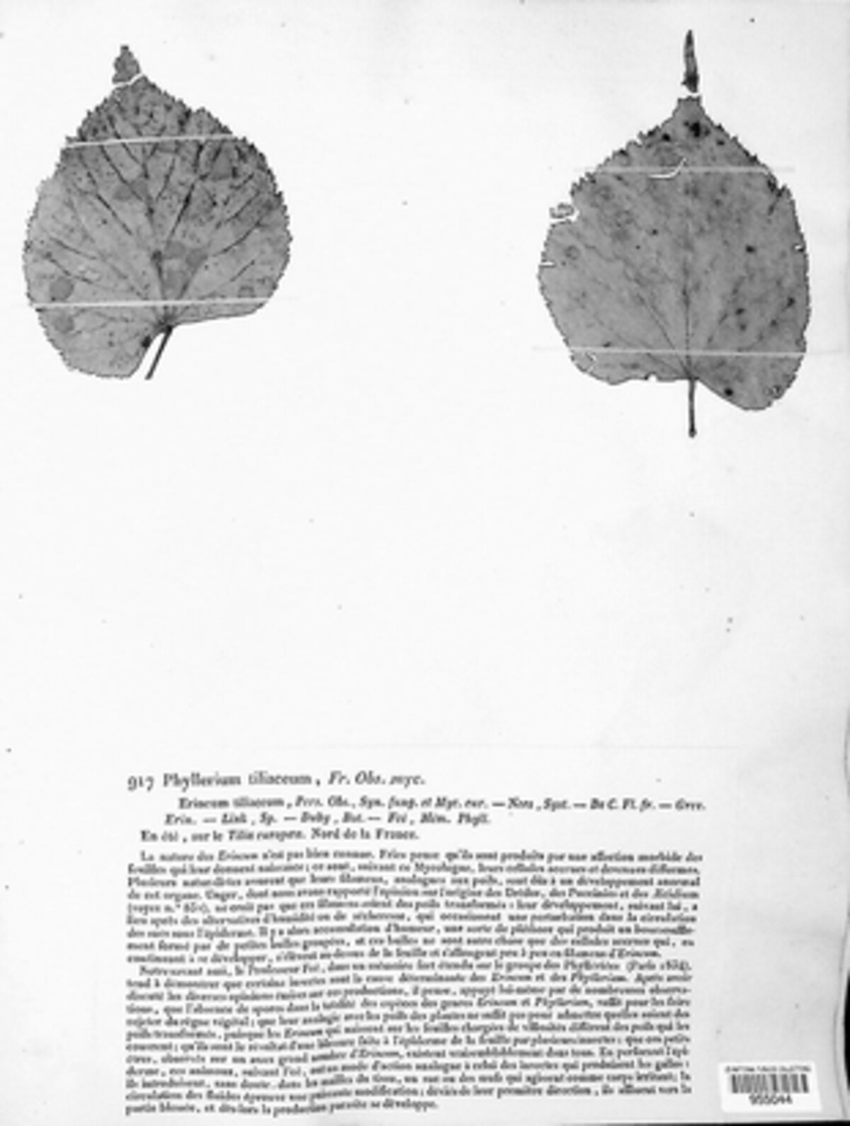 Phyllerium tiliaceum image